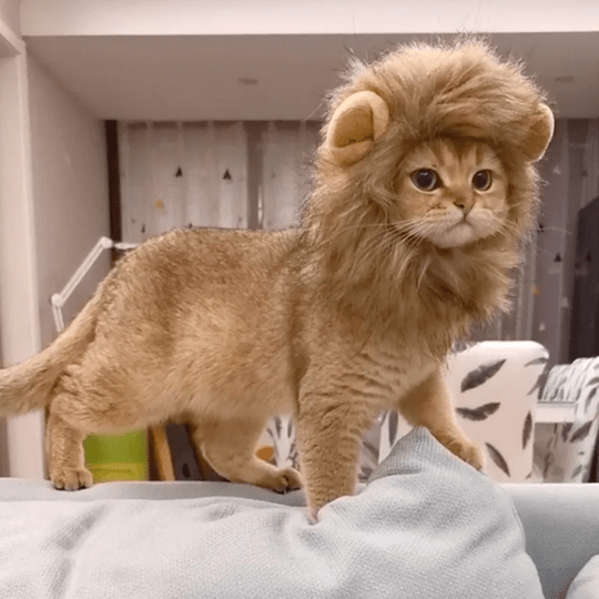 Déguisement pour chat - perruque crinière de lion