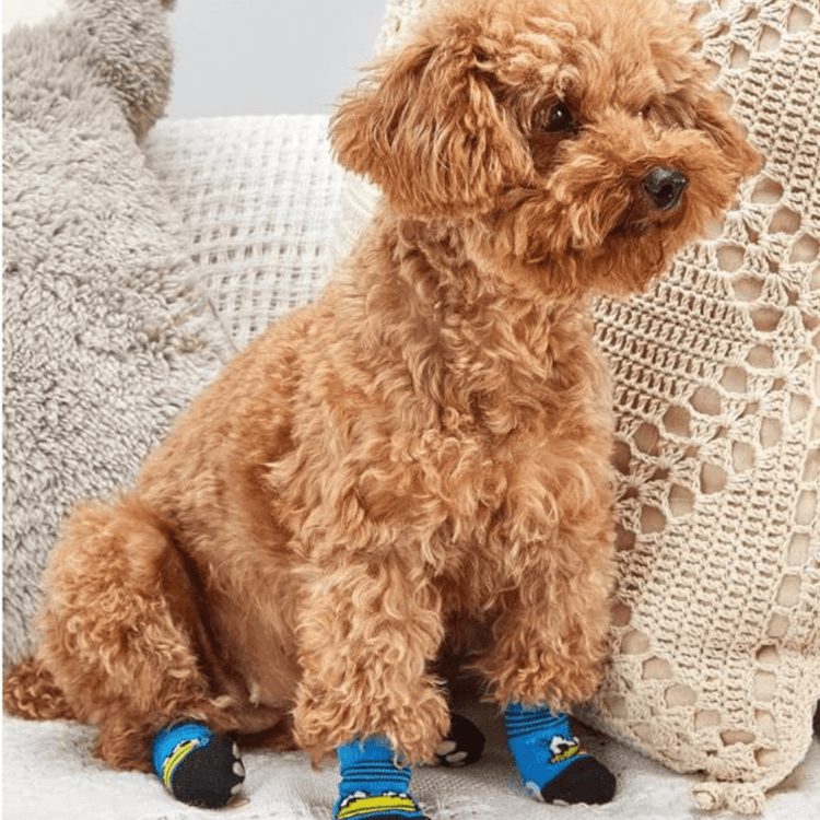 Chaussettes pour chien - canard