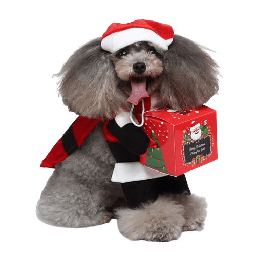 Déguisement pour chat et chien - père noël