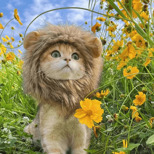 Déguisement pour chat - perruque crinière de lion