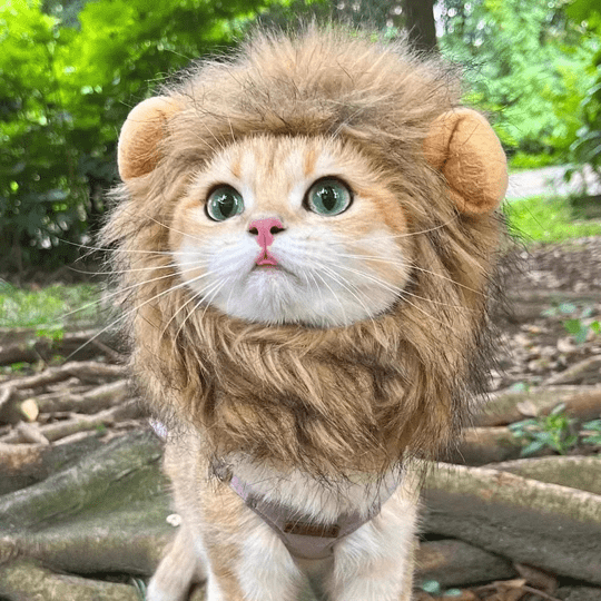 Déguisement pour chat - perruque crinière de lion
