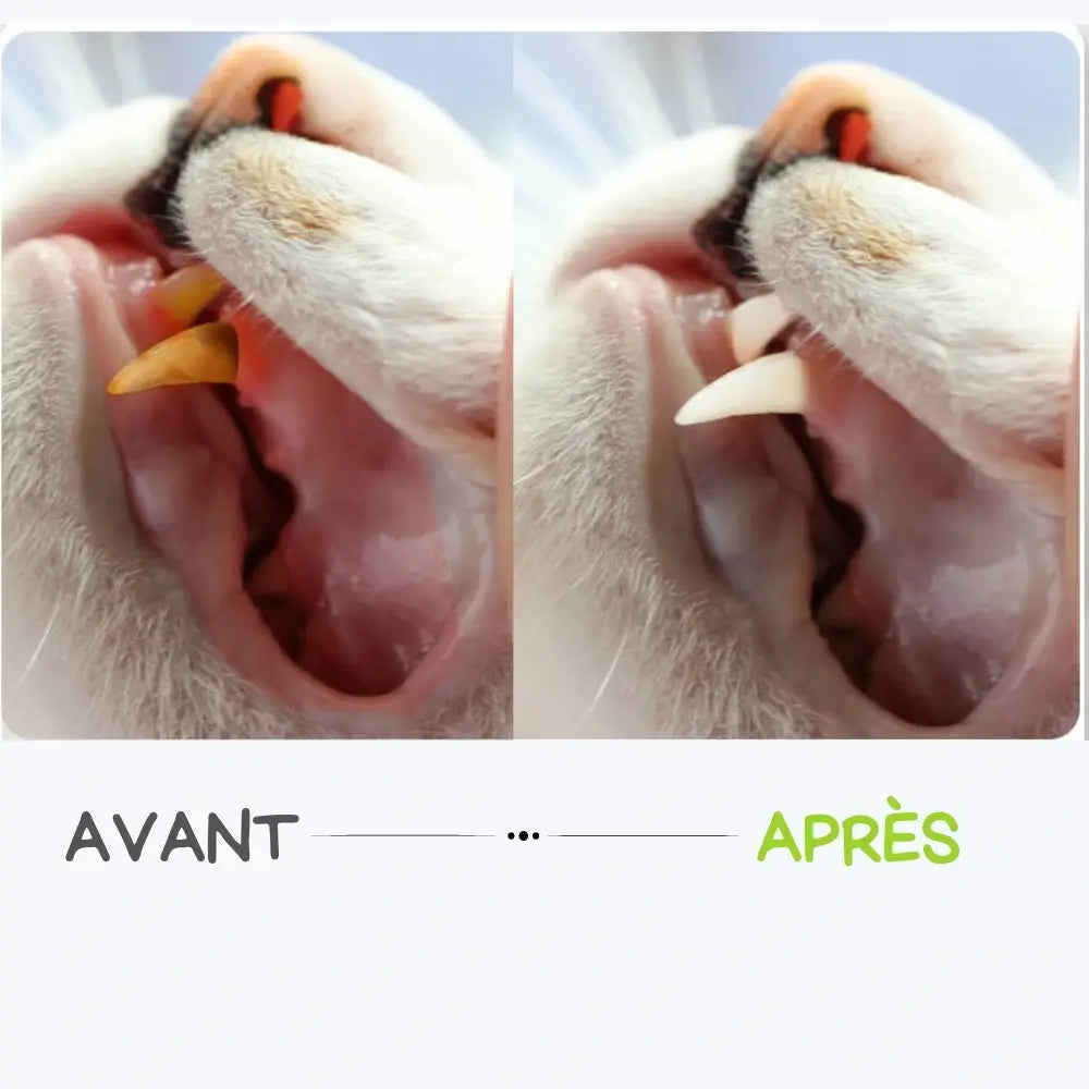Matatabi chat soin dentaire
