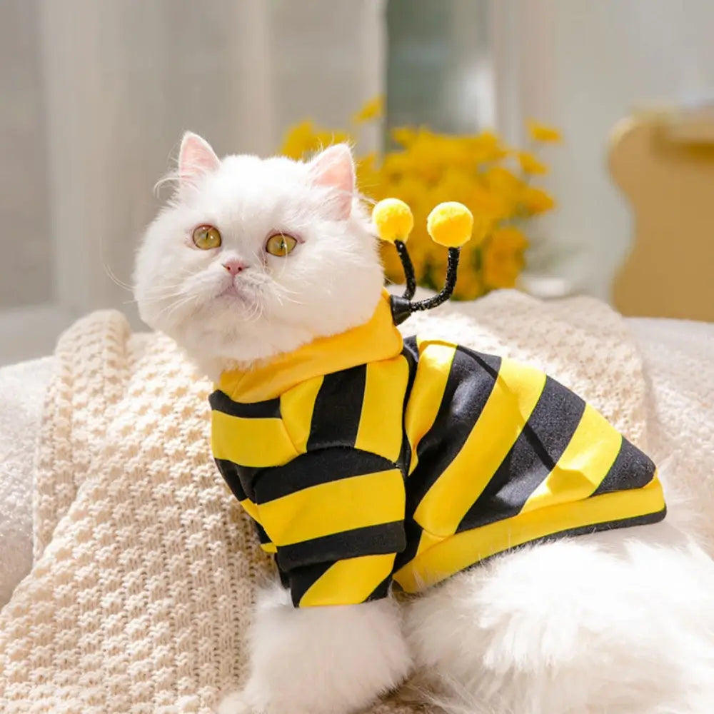 Déguisement chat capuche mignon