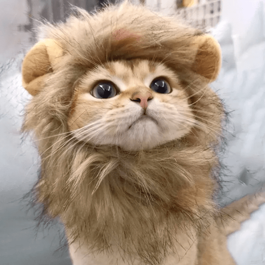 Déguisement pour chat - perruque crinière de lion