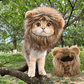Déguisement pour chat - perruque crinière de lion